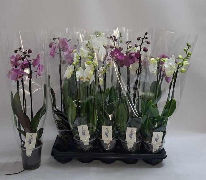PHAL GEM