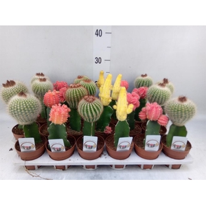 Gymnocalycium mihanov.   ...