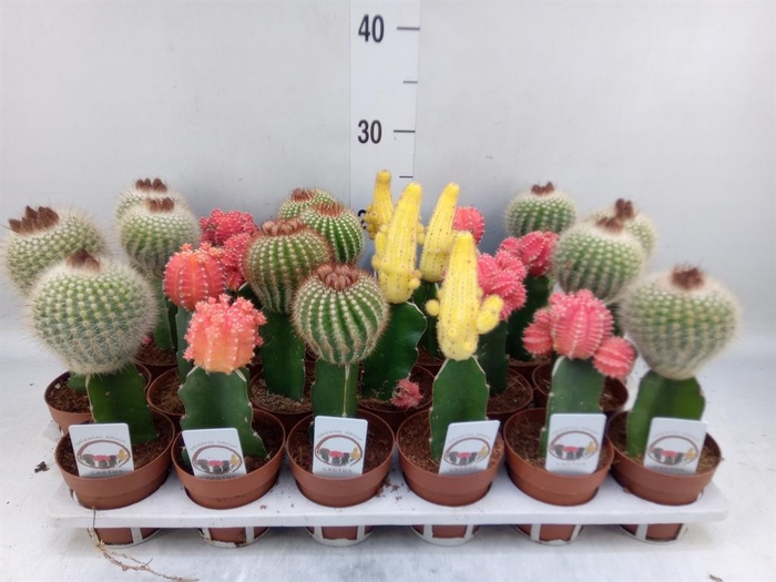 <h4>Gymnocalycium mihanov.   ...</h4>