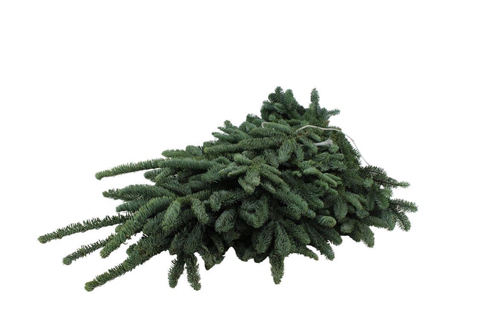 <h4>Nobilis Witband Extra</h4>