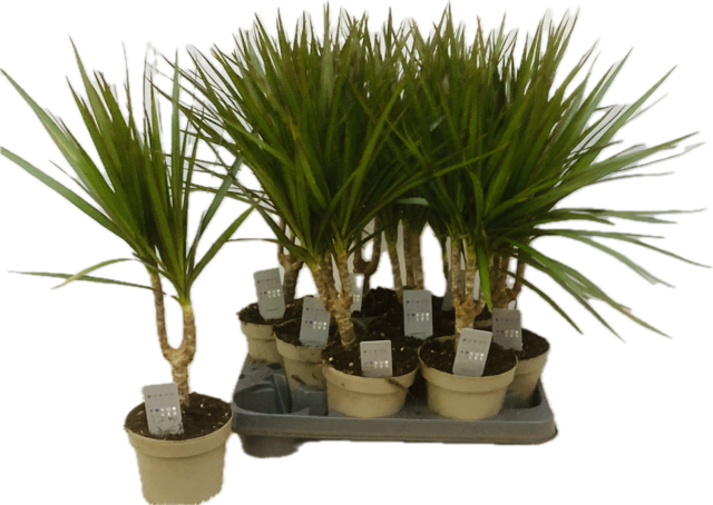 <h4>DRA MARGINATA</h4>