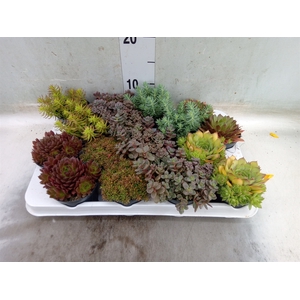 Sedum   ...