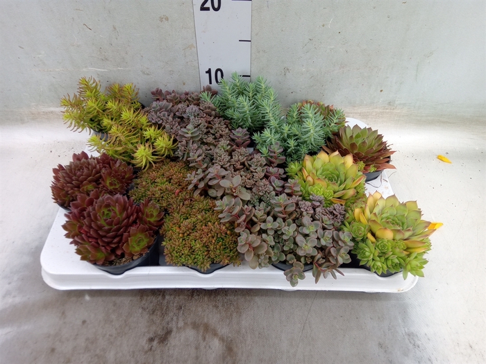<h4>Sedum   ...</h4>
