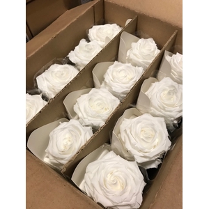 Rose on stem xl bulk 55cm white