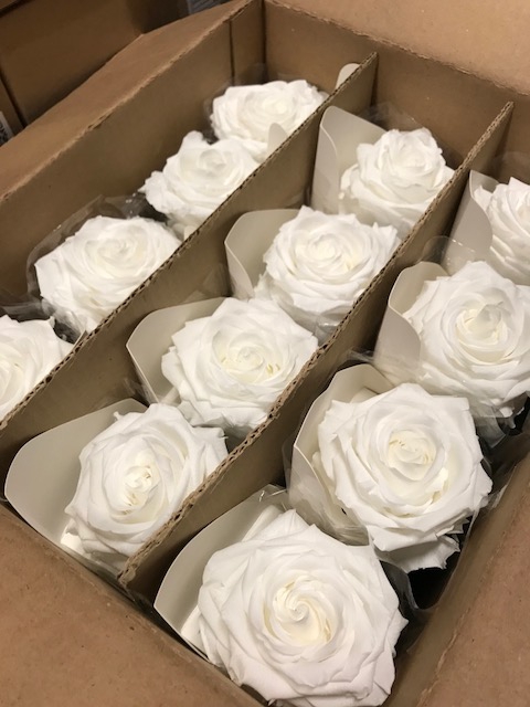 Rose on stem xl bulk 55cm white