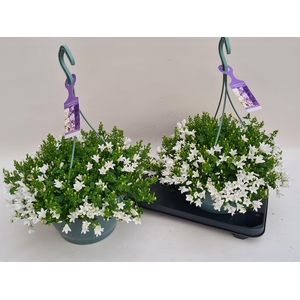 CAMP PORTENSCHLAGIAN