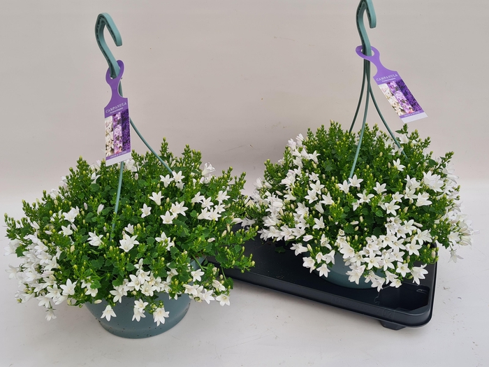 <h4>CAMP PORTENSCHLAGIAN</h4>