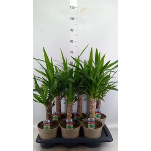 Yucca   ...