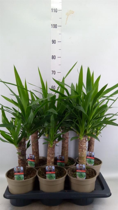 <h4>Yucca ...</h4>