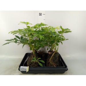 Arr.   Kamerplant Groen H%
