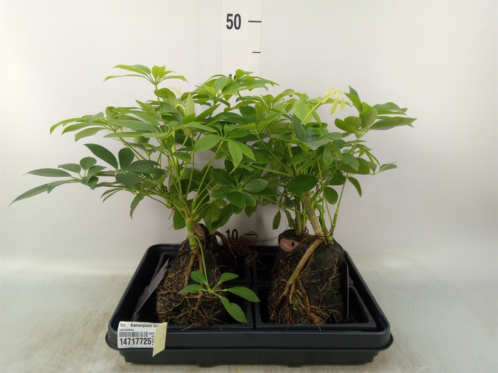 <h4>Arr.   Kamerplant Groen H%</h4>