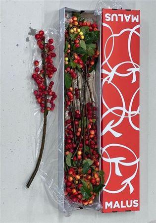 <h4>Malus Red Sentinel</h4>