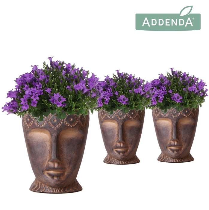 <h4>Campanula Addenda Ambella Intense purple in Totem Mask pot</h4>