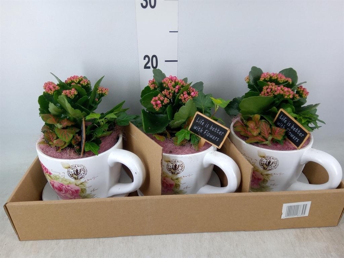 <h4>Arr.    Planten  L%</h4>