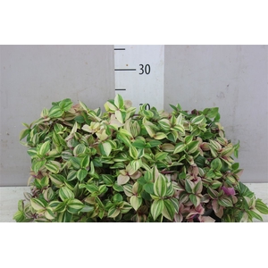 Tradescantia Fl Quadricolor