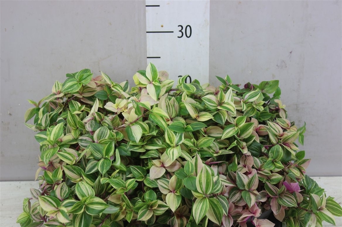 <h4>Tradescantia Fl Quadricolor</h4>