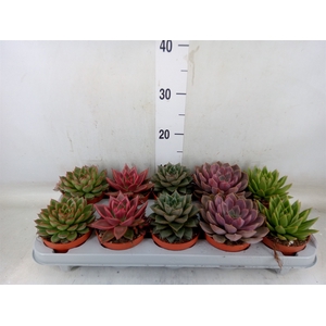 Echeveria   ...mix