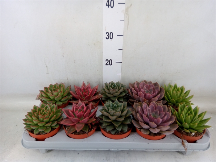<h4>Echeveria   ...mix</h4>