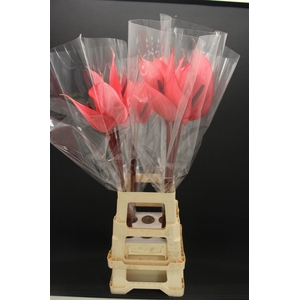 Anthurium Xavia