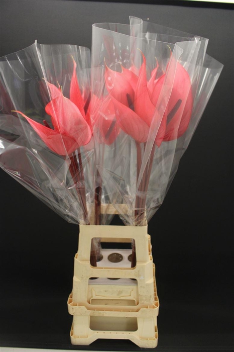 <h4>Anthurium Xavia</h4>