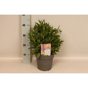 vaste planten 19 cm  Veronica Purplegum Candles