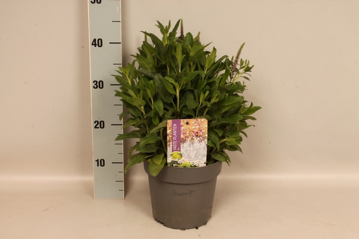 vaste planten 19 cm  Veronica Purplegum Candles