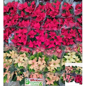 EUPHOR PULCHERRIM OV