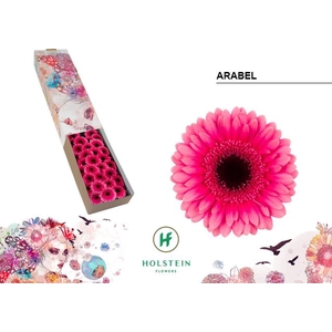 GE MI ARABEL Doos x60