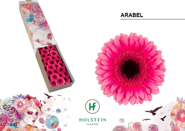 <h4>Germini Arabel Doos</h4>