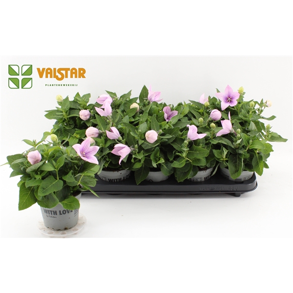 <h4>Platycodon 12cm astra Roze</h4>