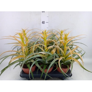 Tillandsia