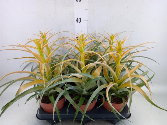 <h4>Tillandsia</h4>