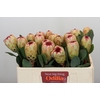 Protea Grandicolor