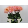 Dahlia Charleroi