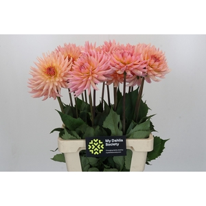 Dahlia Charleroi