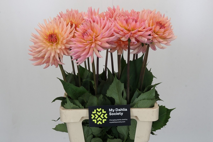 <h4>Dahlia Charleroi</h4>