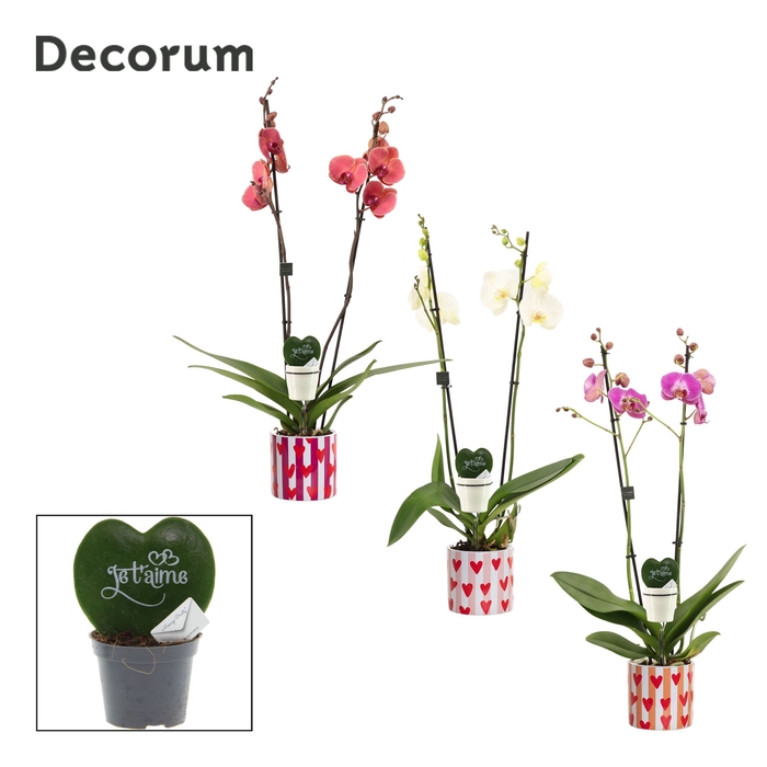 <h4>Phalaenopsis 2 tak 16+ mix in Noura met Hoya Kerrii Je t'aime (B</h4>