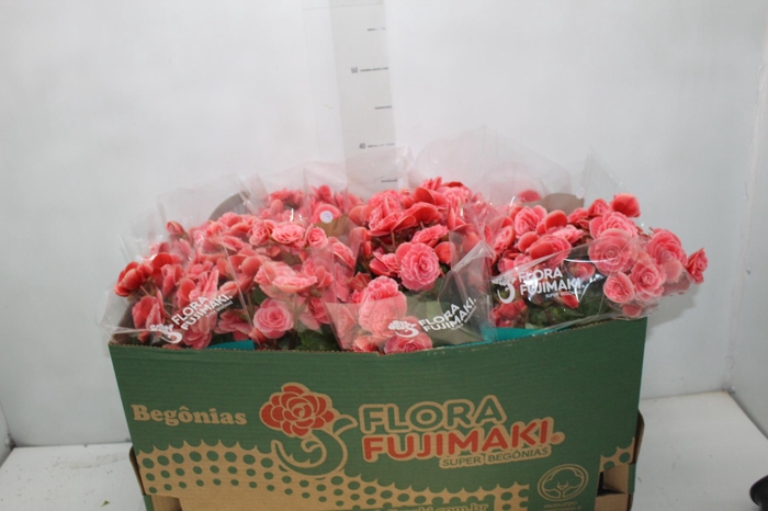 <h4>BEGONIA BORIAS P15</h4>