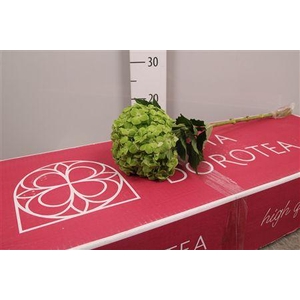 Hydr Premium Natural Green Emerald (box)