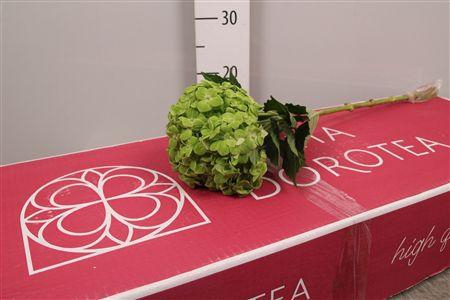 <h4>Hydr Premium Natural Green Emerald (box)</h4>