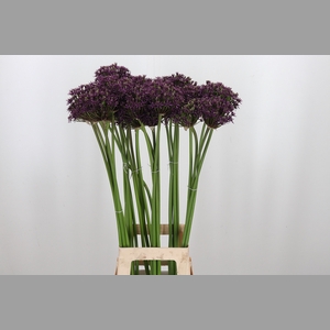 Allium Miami