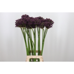 Allium Miami