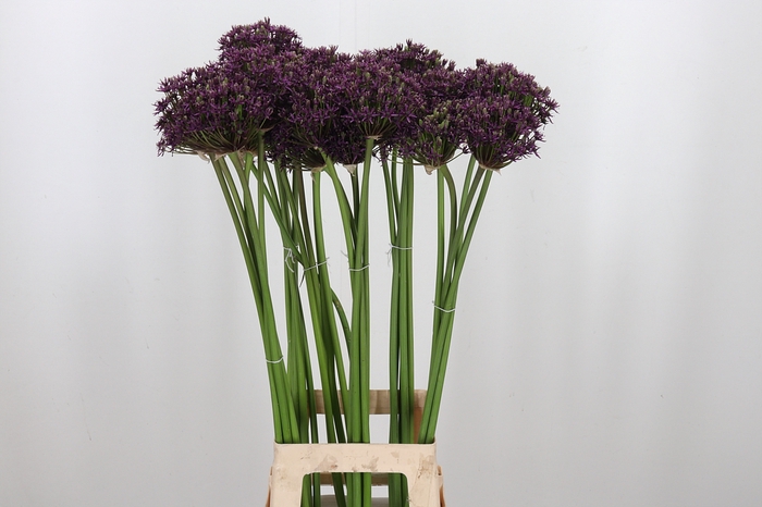 <h4>Allium Miami</h4>