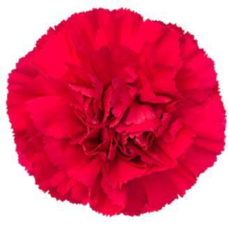 <h4>Di St Zeppelin</h4>