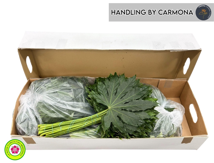 <h4>FATSIA JAPONICA BLAD</h4>