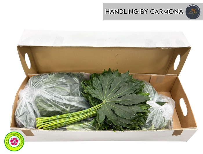 <h4>FATSIA JAPONICA BLAD</h4>