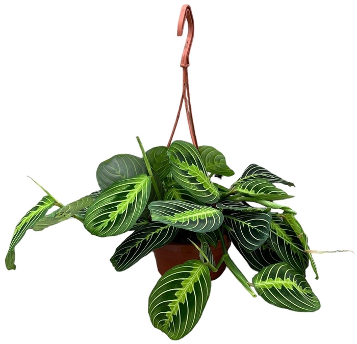 <h4>Maranta</h4>