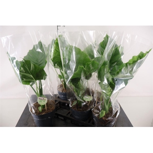 Alocasia 17 Cm. P. Gageana California