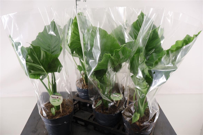 <h4>Alocasia 17 Cm. P. Gageana California</h4>