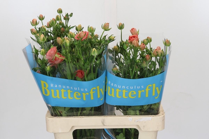 <h4>Ranunculus Butterfly Eris</h4>